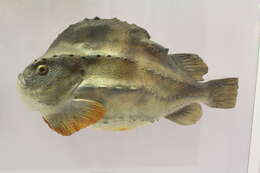 صورة Cyclopterus