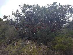 Image of Banksia saxicola A. S. George