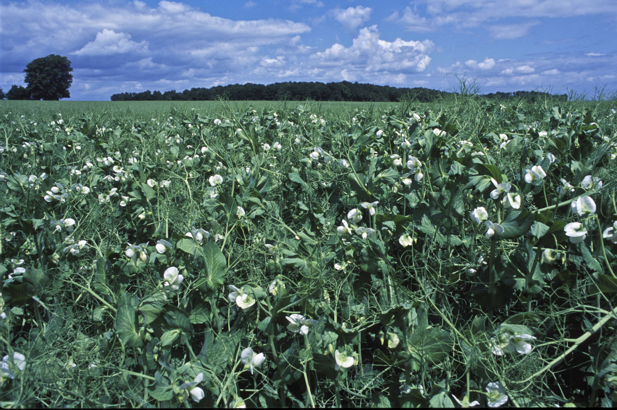 Image of Pisum sativum var. macrocarpum