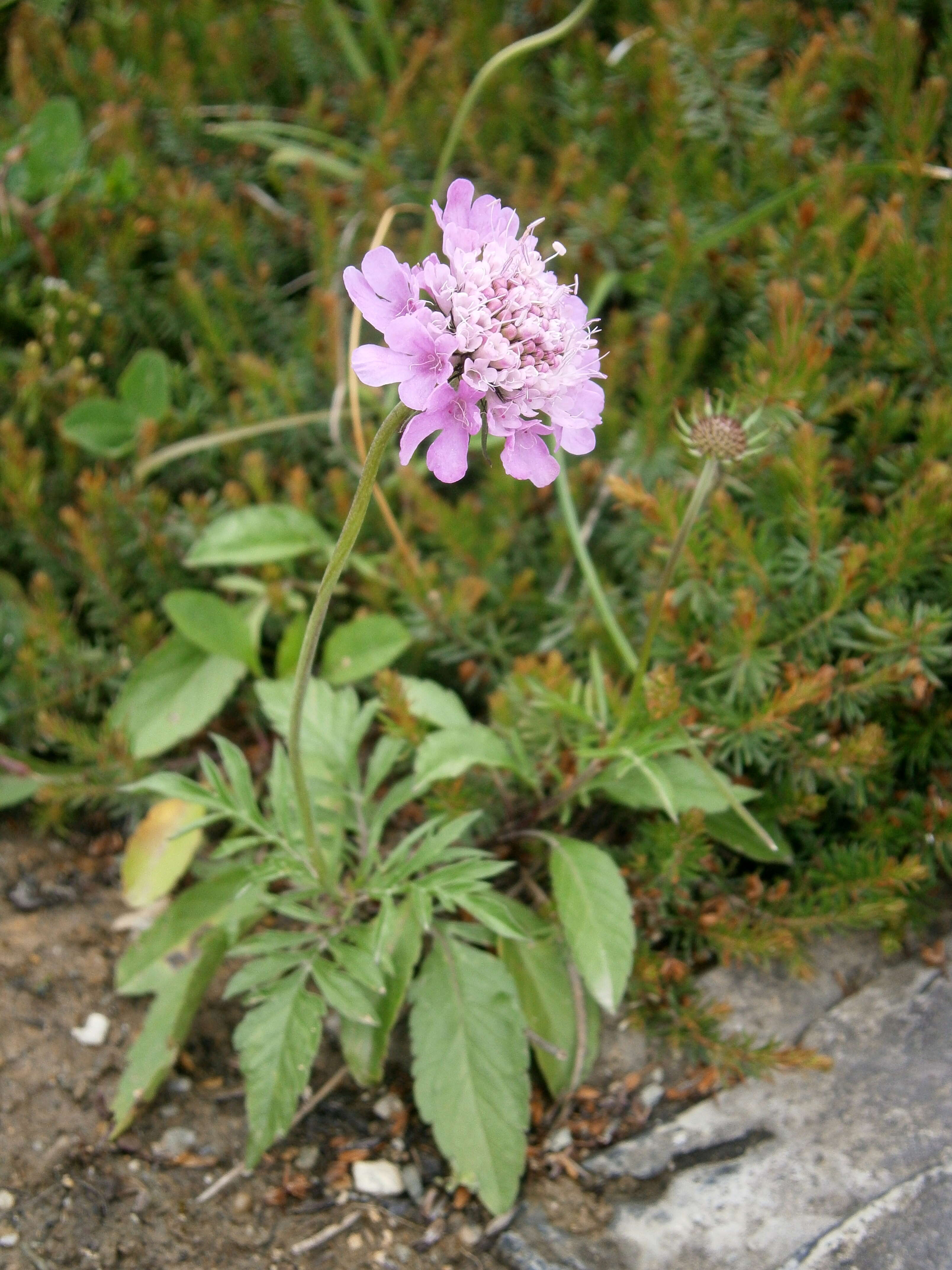 Image of glossy scabious