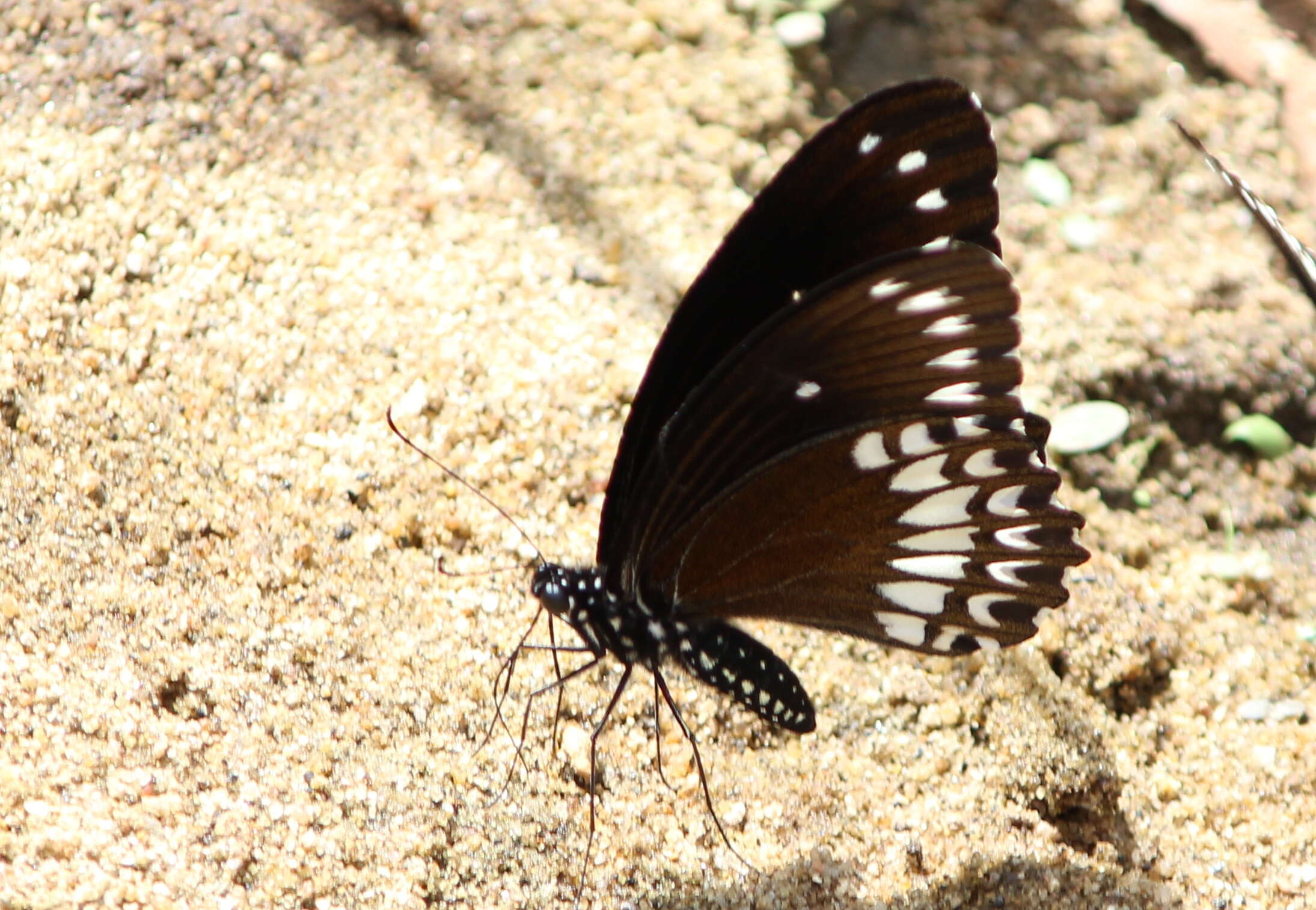 Image of Malabar Raven