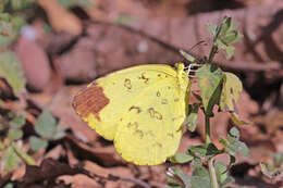 Image de Eurema blanda (Boisduval 1836)