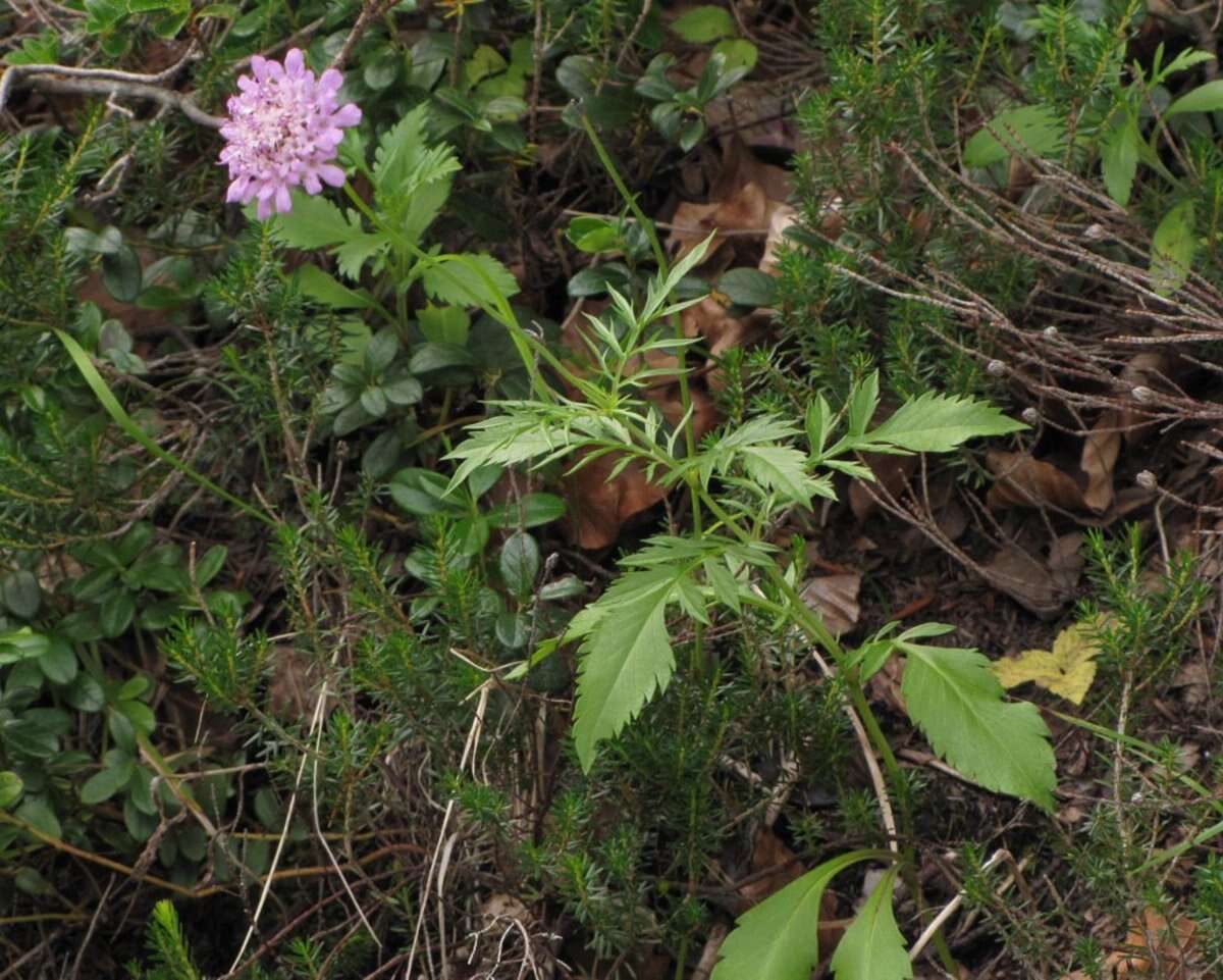 Image of glossy scabious