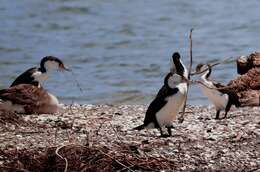 Image of Australian Pied Cormorant