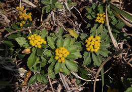 Plancia ëd Ajania pacifica (Nakai) K. Bremer & C. J. Humphries