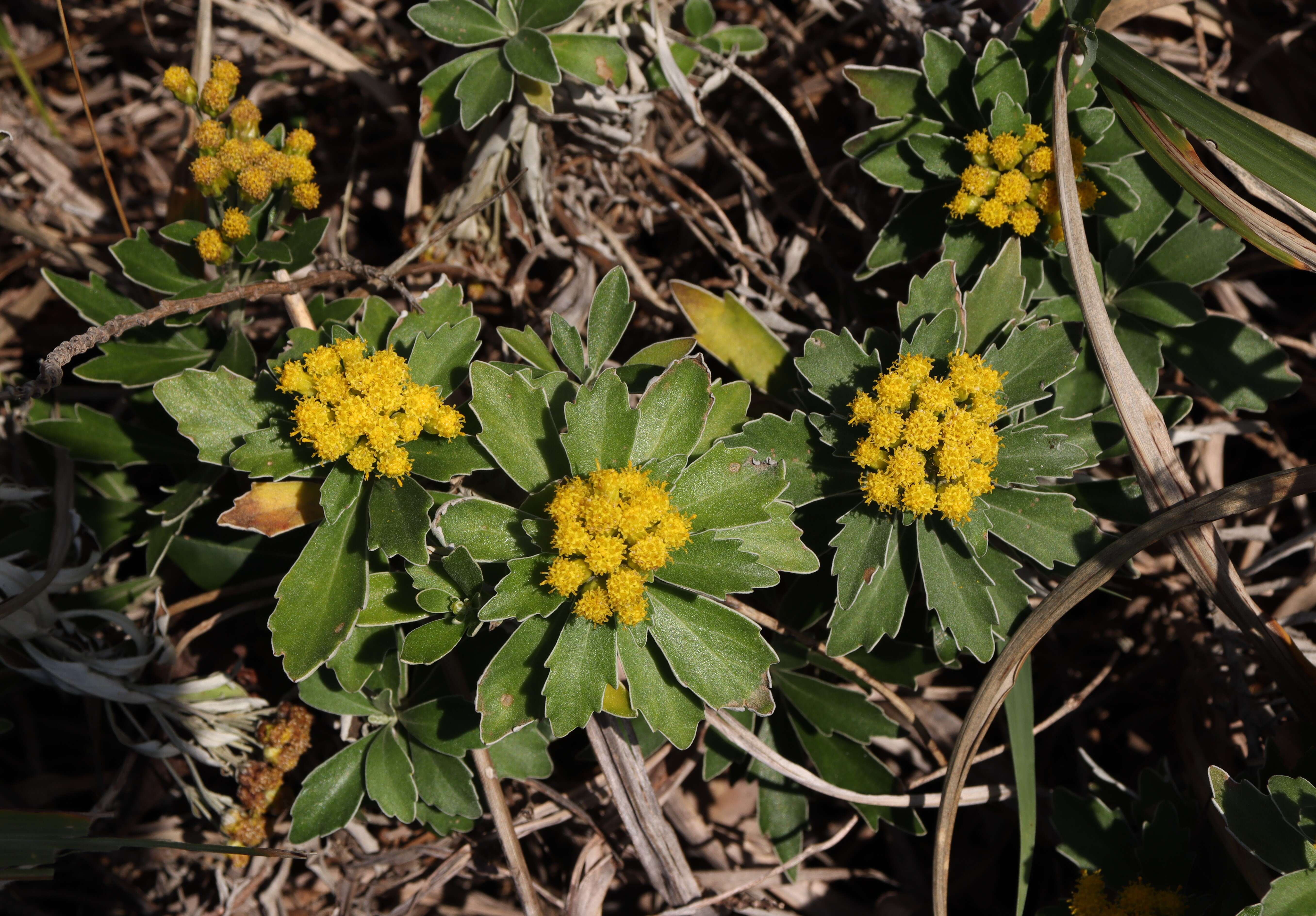 Plancia ëd Ajania pacifica (Nakai) K. Bremer & C. J. Humphries