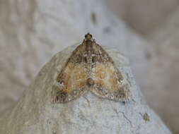 Image of common marbled carpet