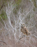 Image de Hibou des marais