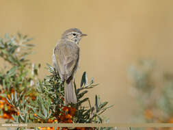 Image of Siberian Chiffchaff