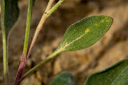 Image de Platyschkuhria integrifolia (A. Gray) Rydb.