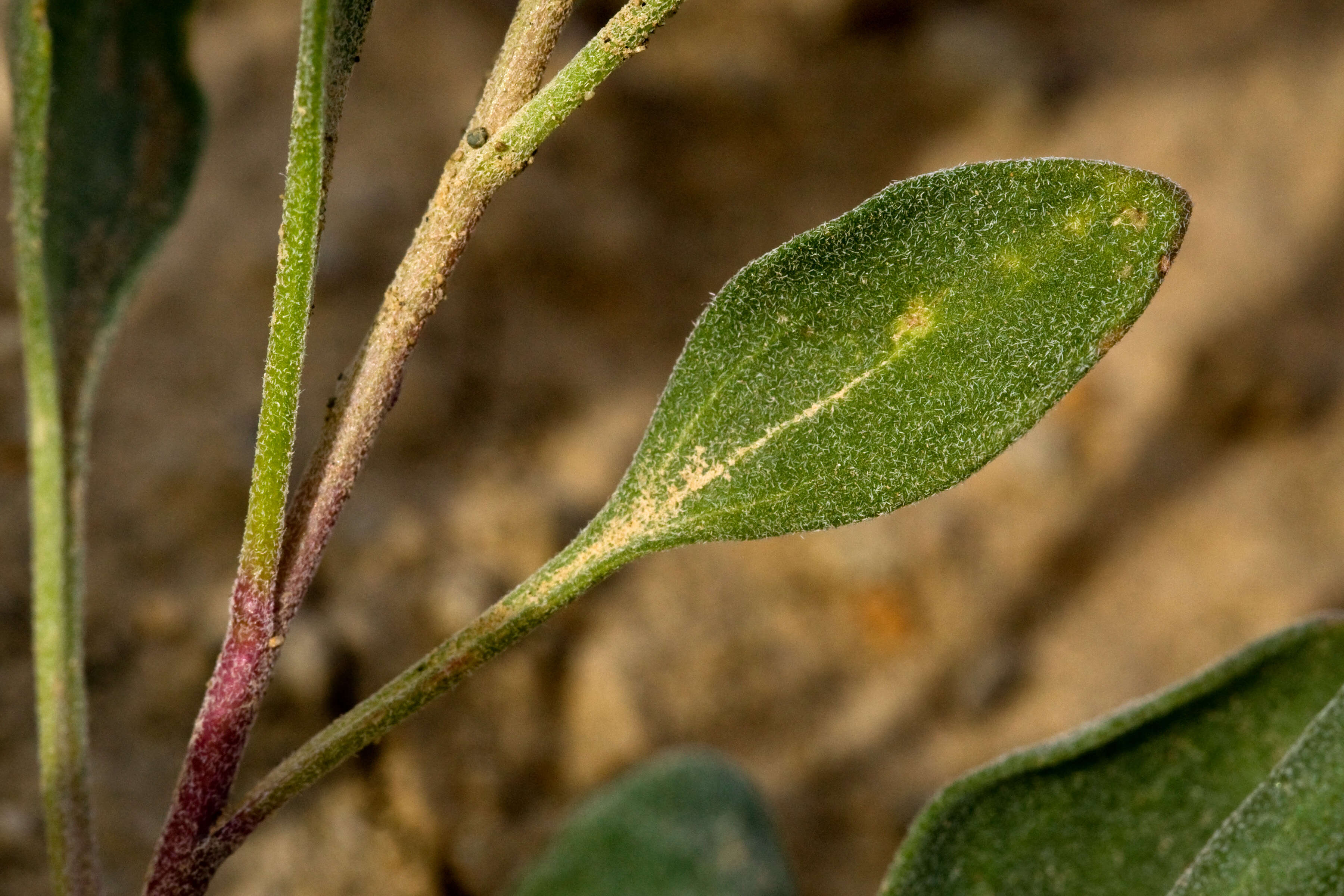 Image de Platyschkuhria integrifolia (A. Gray) Rydb.