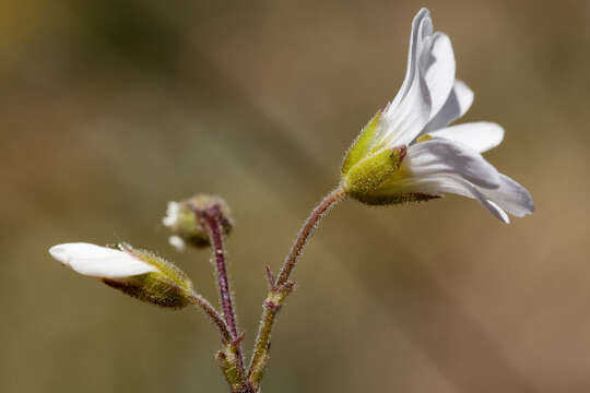 Image of field chickweed