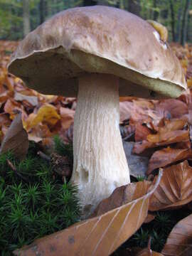 Image of Cep