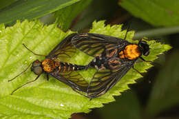 Image of Golden-backed Snipe Fly