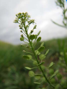 Image of Virginia pepperweed