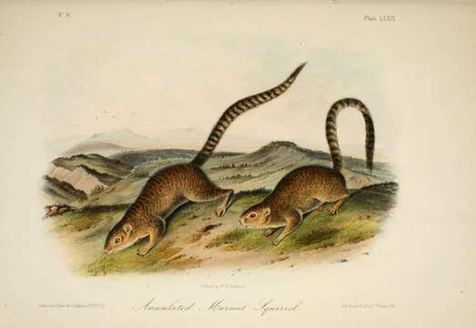 Notocitellus annulatus (Audubon & Bachman 1842) resmi