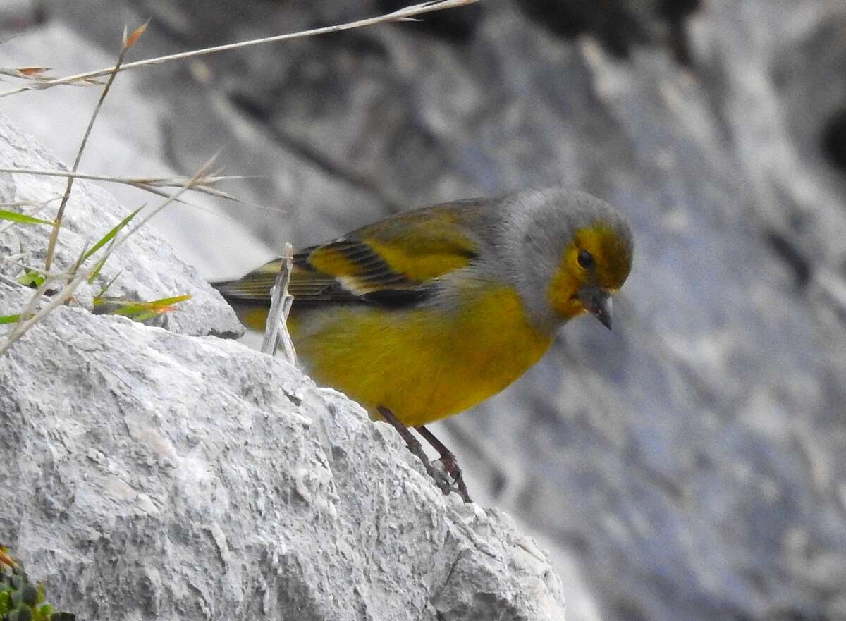 Carduelis citrinella (Pallas 1764)的圖片