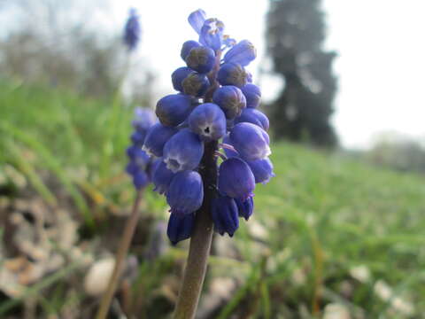 Imagem de Muscari armeniacum H. J. Veitch