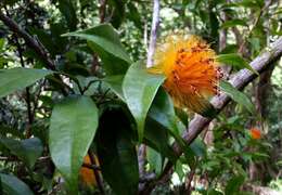 Image of Stifftia chrysantha Mikan