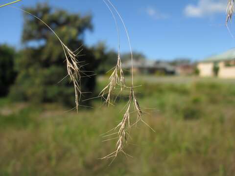 Image of Aristida benthamii Henrard