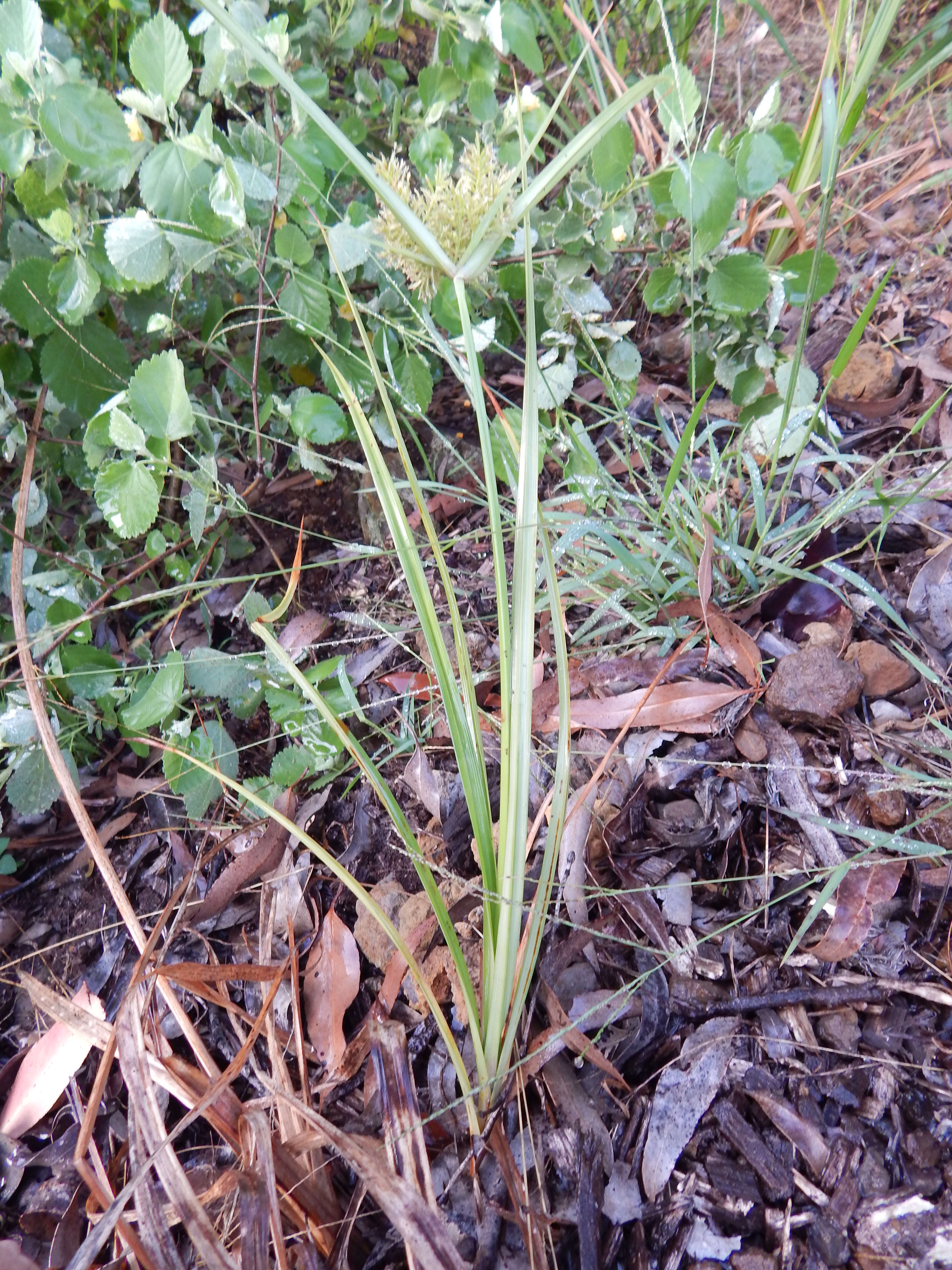 Image de Cyperus hillebrandii Boeckeler