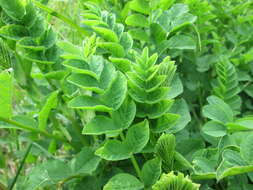 Image of licorice milkvetch