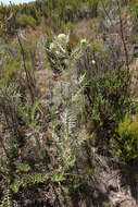 Image of Echinops giganteus A. Rich.