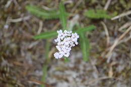 Image of yarrow, milfoil