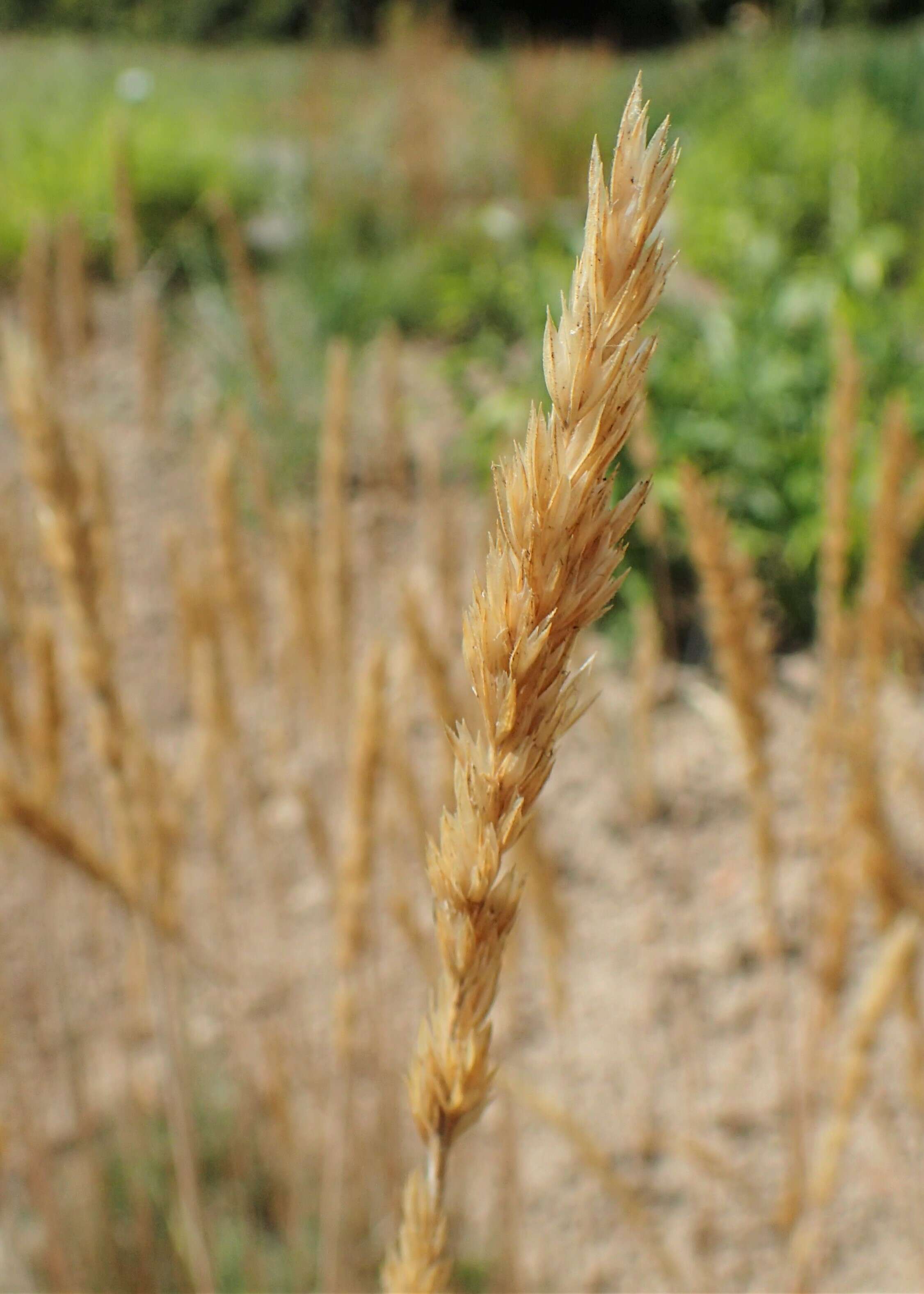 Image of Somerset hair grass