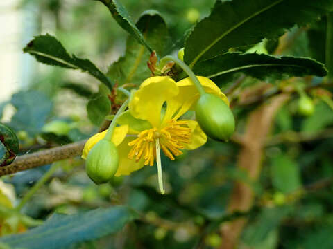 Image of Mickey Mouse plant