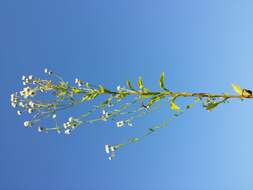 Image of eastern daisy fleabane