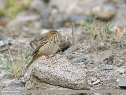 Image of Tree Pipit