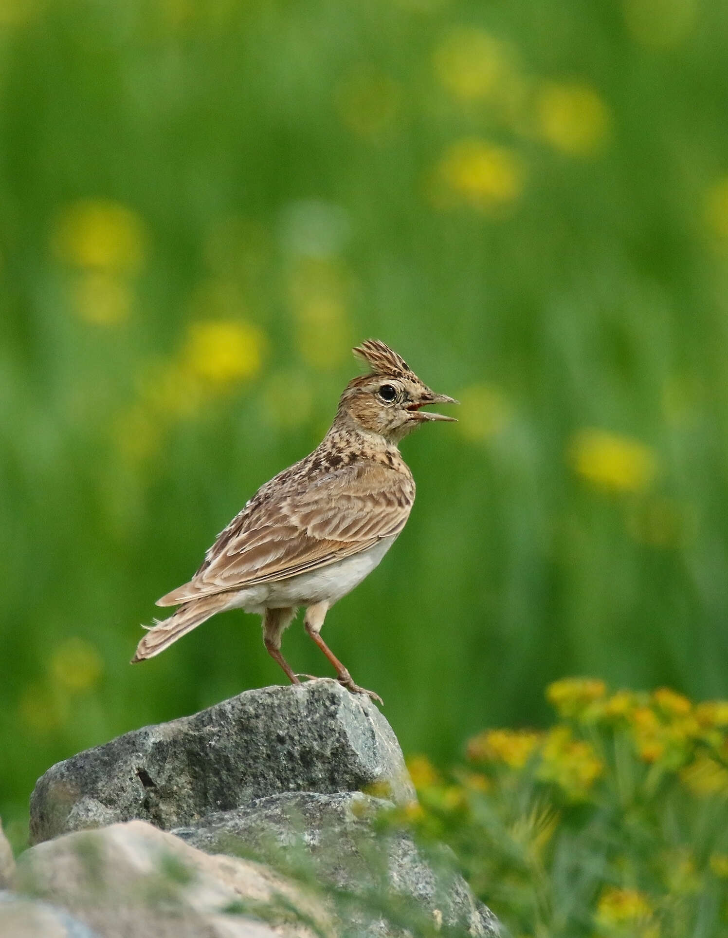 Image of Oriental Skylark