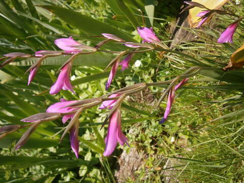 Image of Common Sword Lily