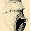 Image of Lucerapex casearia (Hedley & Petterd 1906)