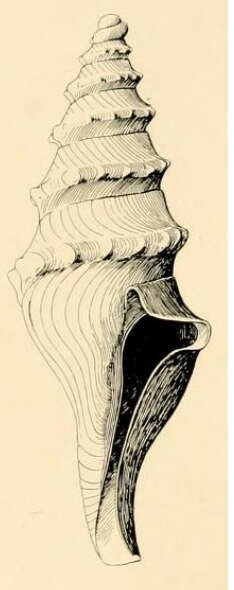 Image de Lucerapex casearia (Hedley & Petterd 1906)