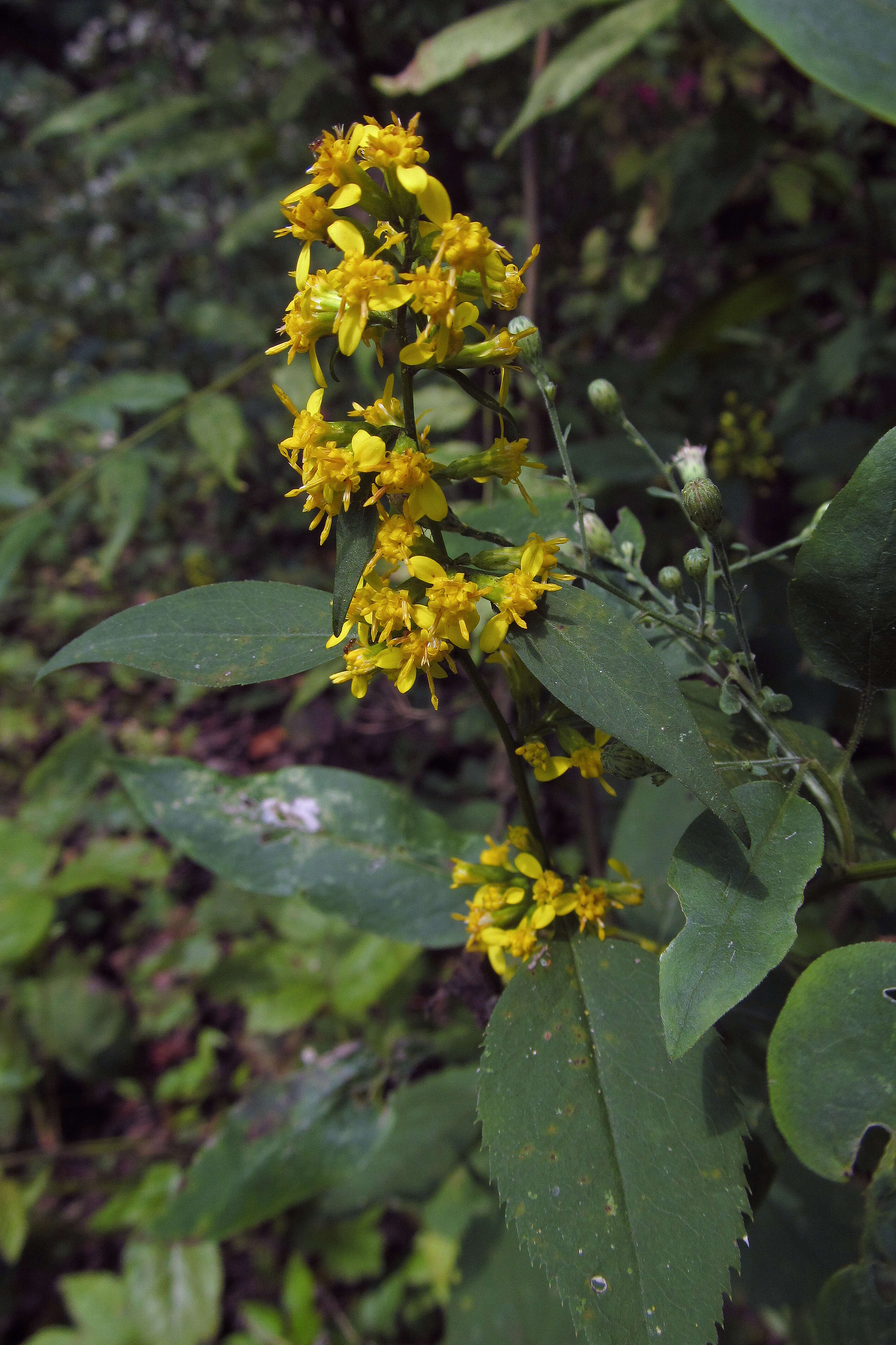 Image of Broad-leaved goldenrod