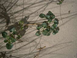 Plancia ëd Calystegia soldanella (L.) R. Br.