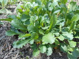 صورة Leucanthemum ircutianum (Turcz.) DC.