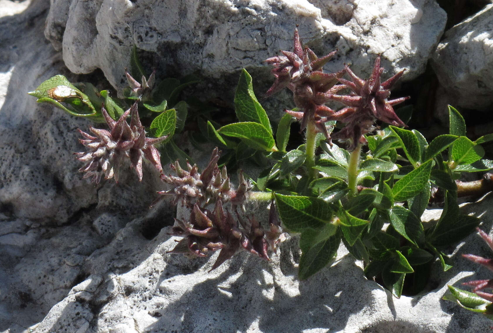 Image of Salix breviserrata B. Flod.