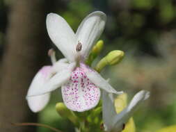 Pseuderanthemum maculatum (Lodd.) I. M. Turner resmi