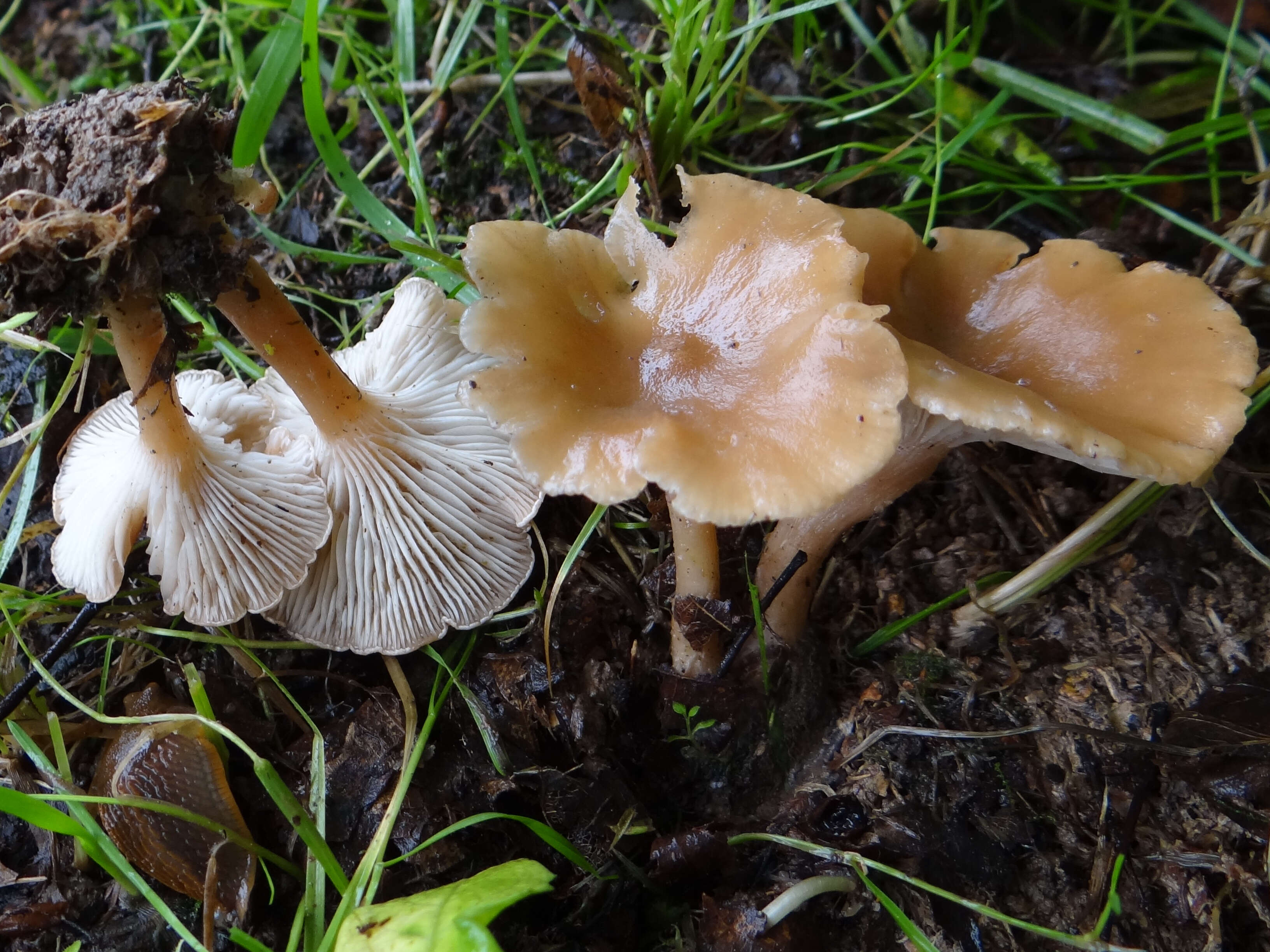 Слика од Clitocybe gibba (Pers.) P. Kumm. 1871