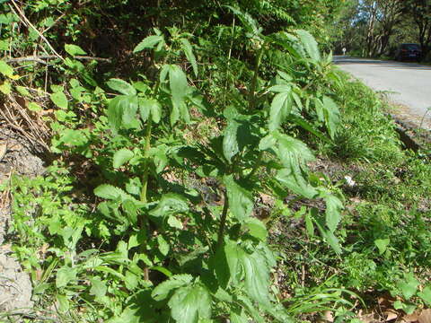 Scrophularia sambucifolia L. resmi