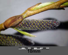 Imagem de Salix purpurea L.