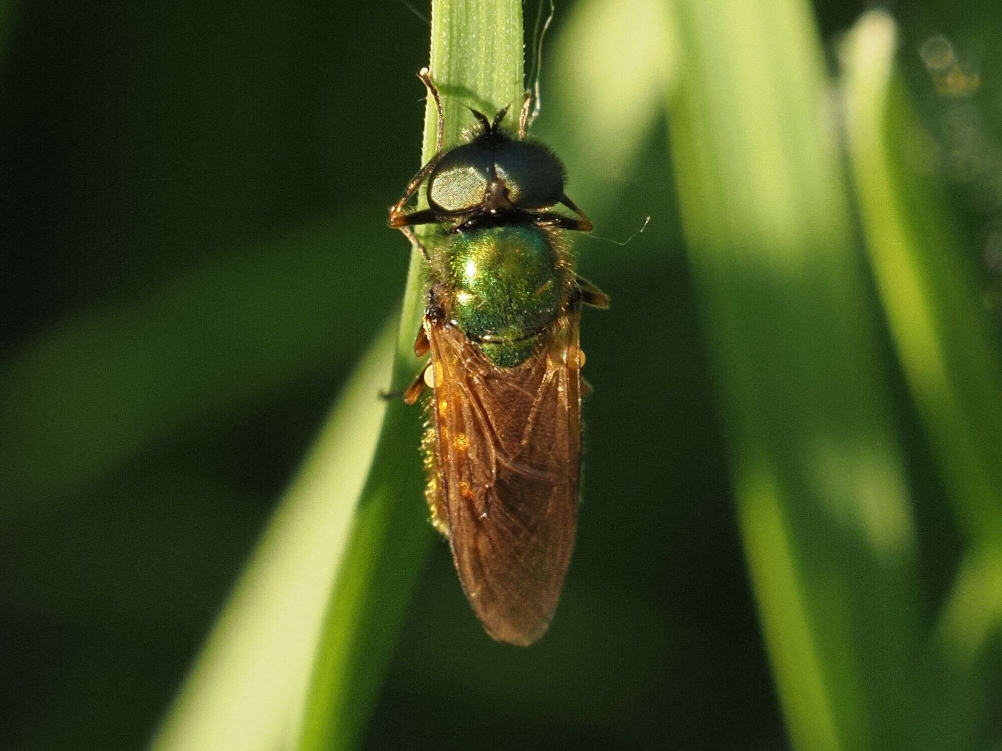 Image of Soldier fly