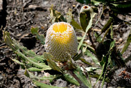 Image of Banksia burdettii F. G. Baker