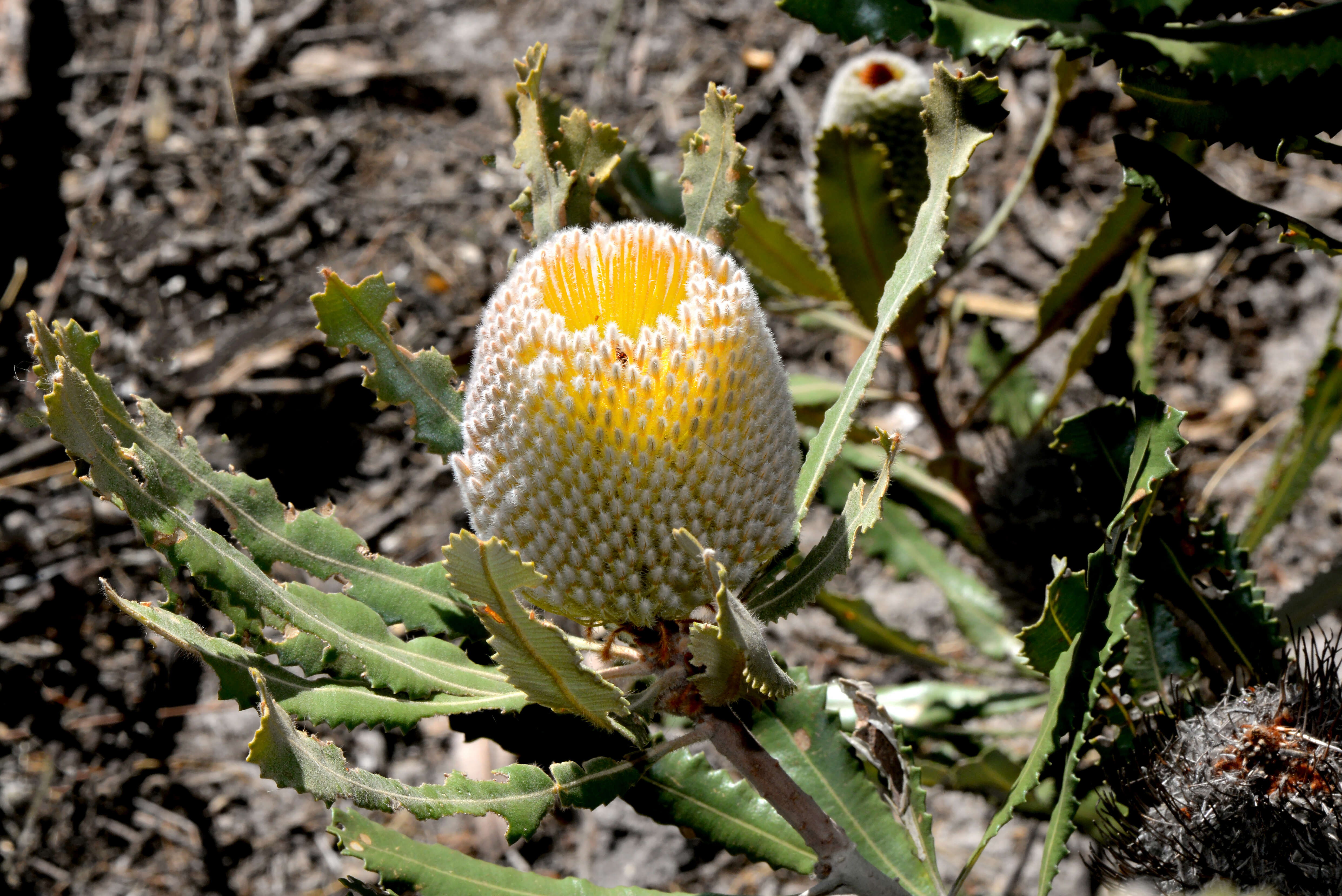 Image of Banksia burdettii F. G. Baker