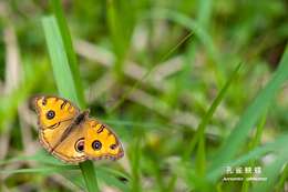 Imagem de Junonia almana Linnaeus 1758