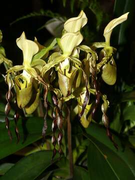 Слика од Paphiopedilum parishii (Rchb. fil.) Stein