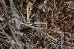 Image of Small Wood Nymph